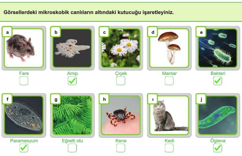 5 Sınıf Mikroskobik Canlılar Konu Anlatımı Özeti Çalışma Kağıdı